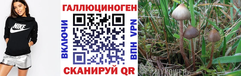 kraken   даркнет сайт  Щёлково  Псилоцибиновые грибы Psilocybine cubensis 